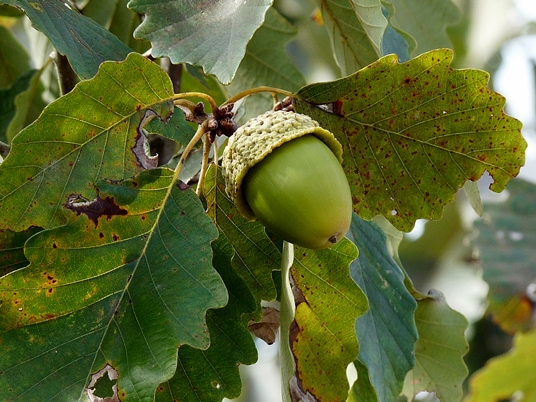 {Quercus montana}